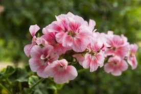 Geraniums