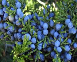 Juniper berries on a tree