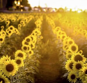 A field of sunflowers